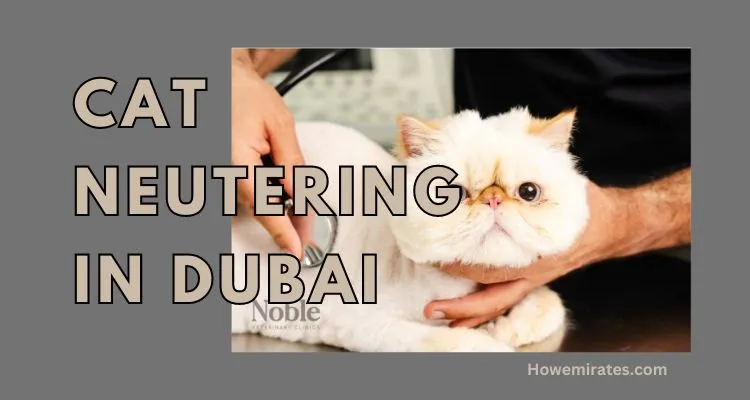 Cat Neutering in Dubai